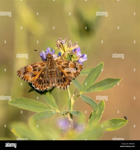 kaasjeskruiddikkopje|Kaasjeskruiddikkopje/Mallow skipper (Carcharodus alceae)